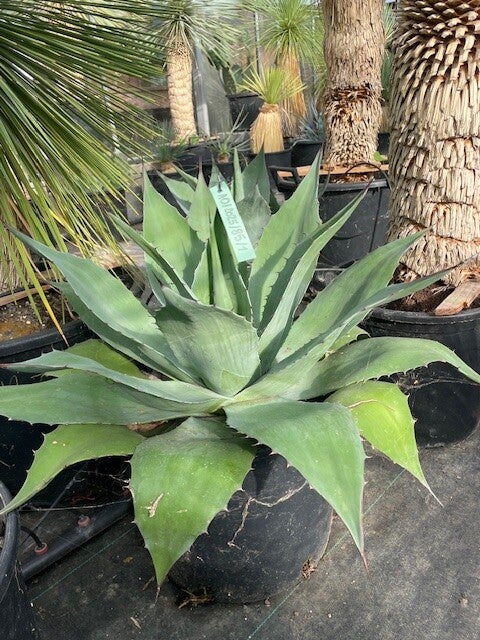Agave Ovatifolia