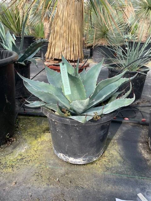 Agave Ovatifolia