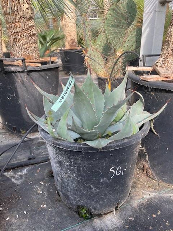 Agave Ovatifolia