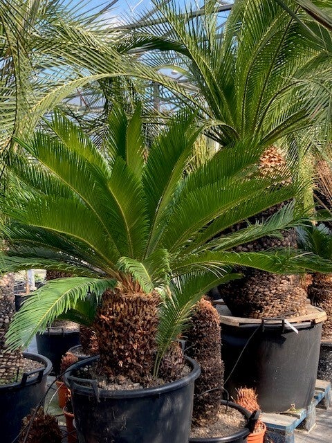 Cycas revoluta