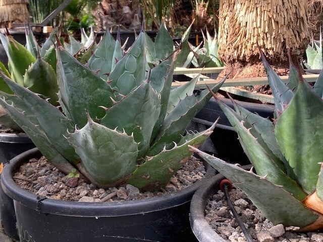 Agave parassana