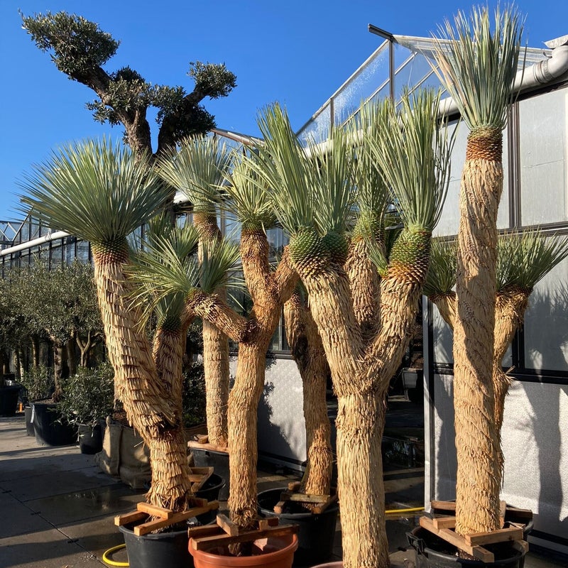 Yucca Rostrata multihead - exotische tuinplant