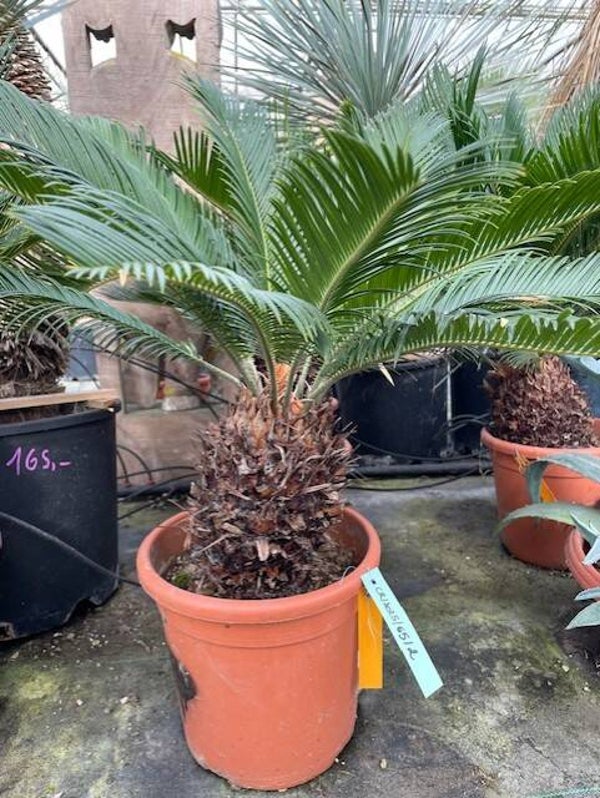 Cycas Revoluta