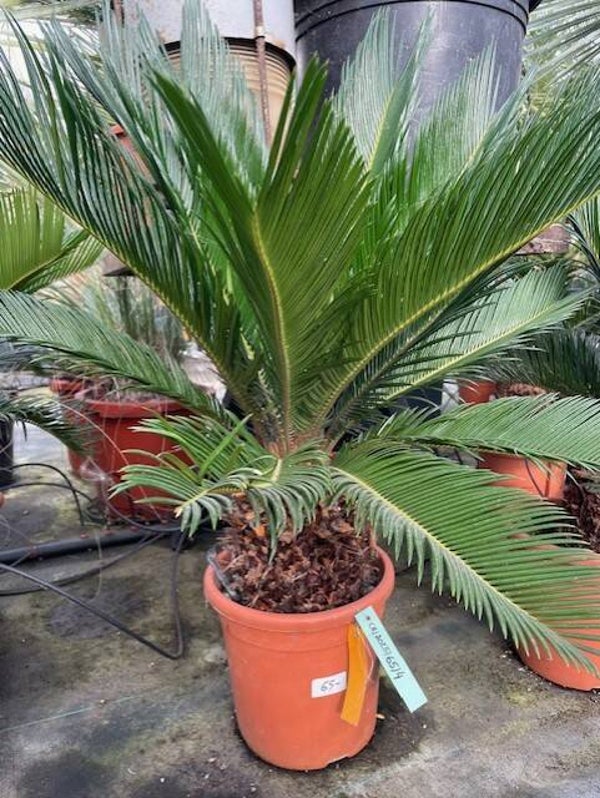 Cycas Revoluta