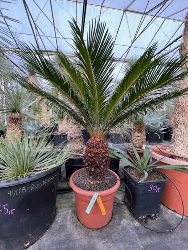 Cycas Revoluta