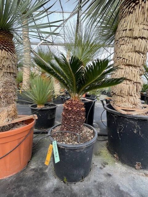 Cycas Revoluta