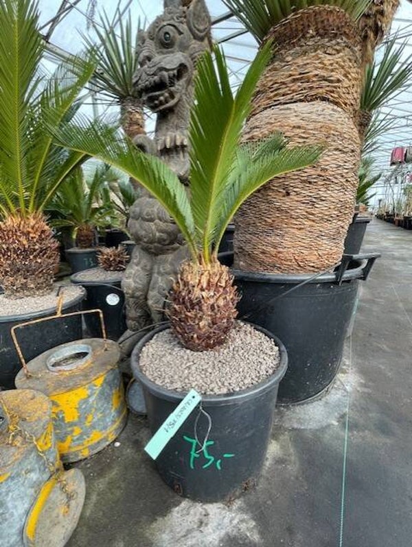 Cycas Revoluta