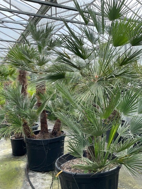 Chaemarops humilis