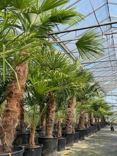 trachycarpus fortunei