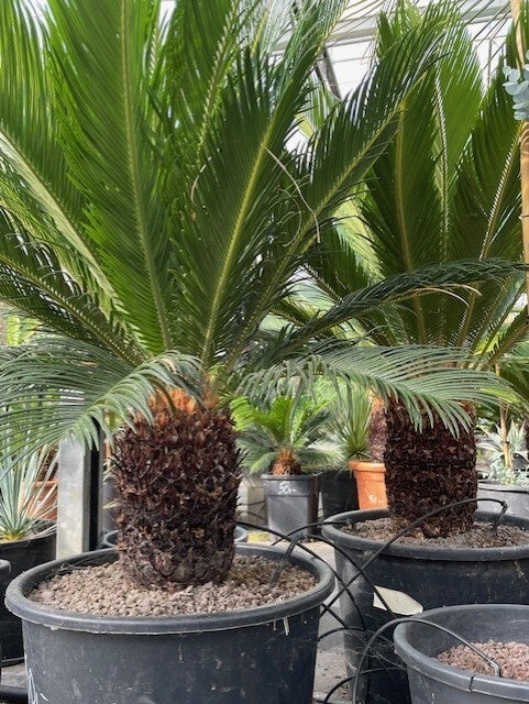 Cycas revoluta