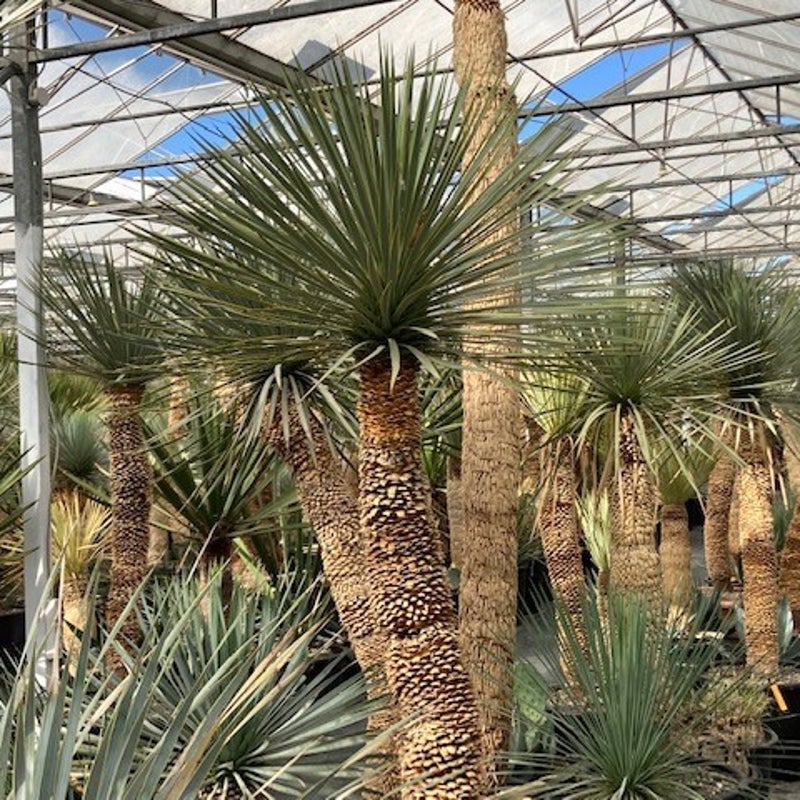 yucca rostrata - exotische tuinplant