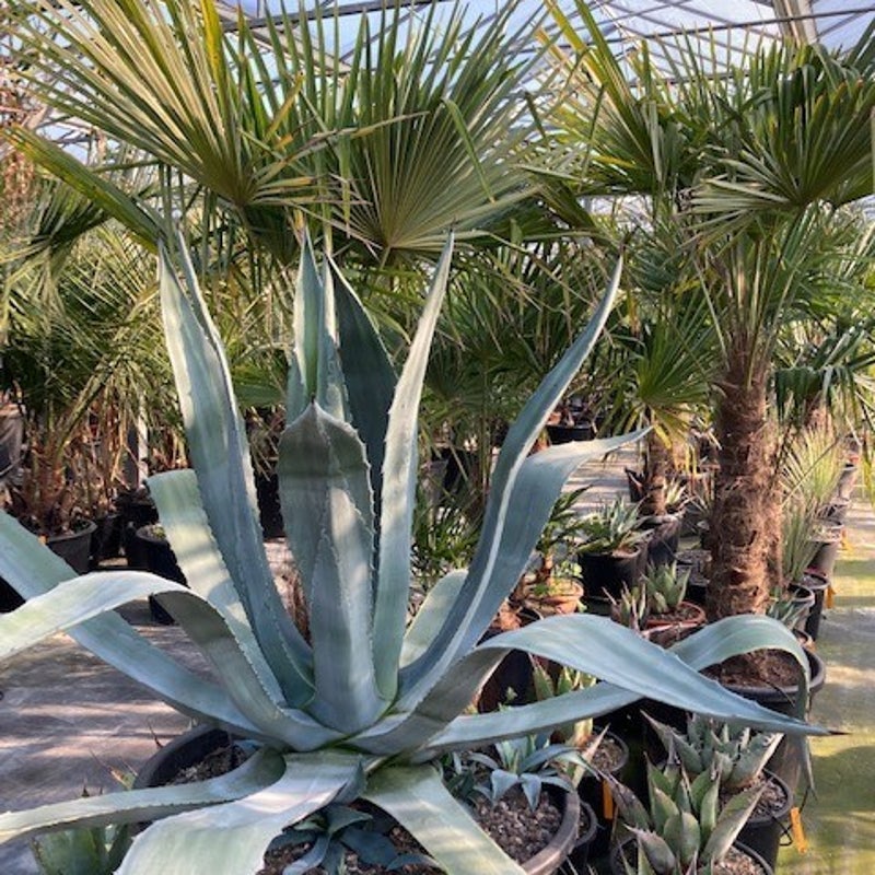 agave americana - woestijnplanten