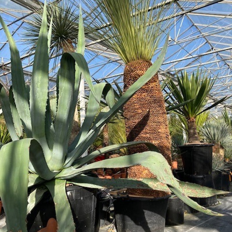 agave americana - exotische tuinplant