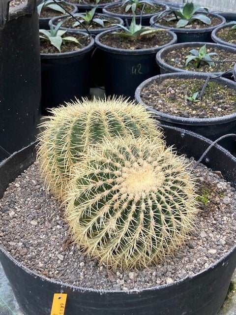 Cactussen