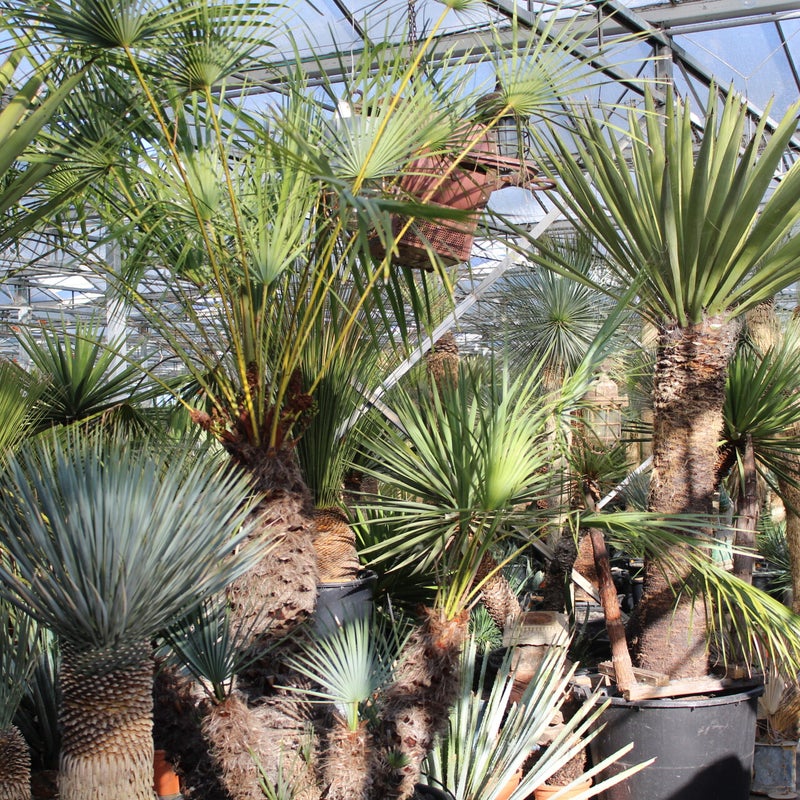 yucca's - woestijnplanten