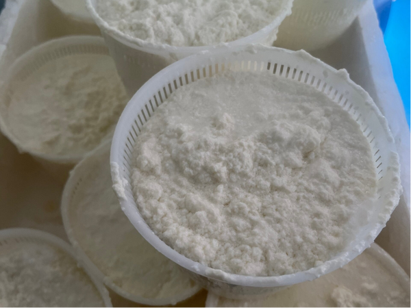 Ricotta