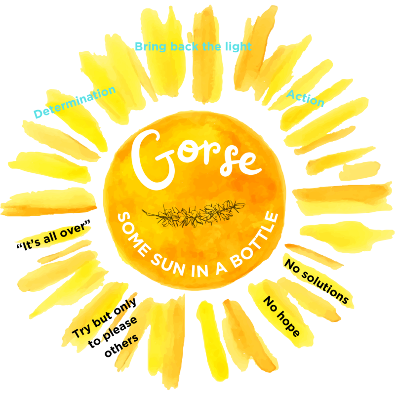 Gorse - Bach remedies - emotions - inner well-being - peace