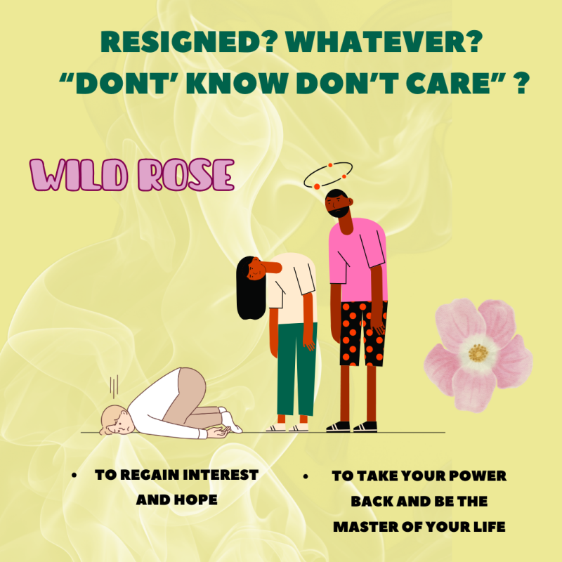 Wild Rose - Bach remedies - emotions - inner well-being - peace