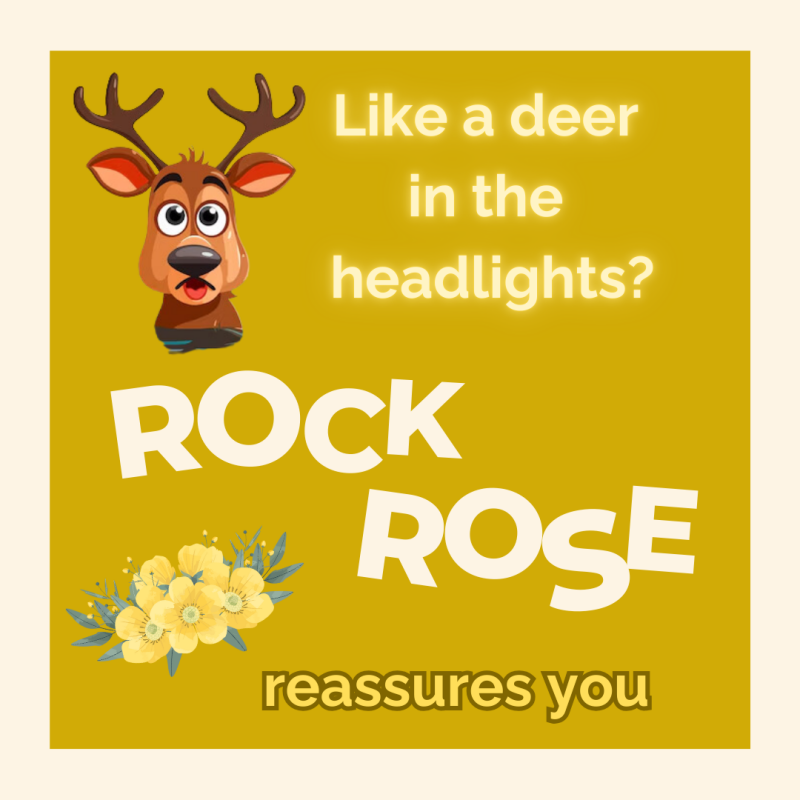 Rock Rose - Bach remedies - emotions - inner well-being - peace