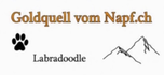 Goldquell vom Napf.ch Labradoodle