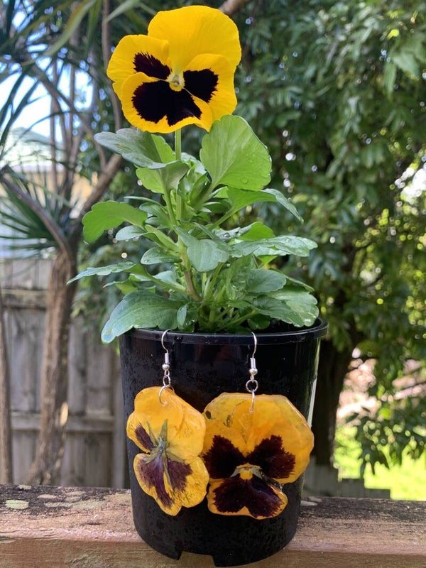 Real Yellow Pansy Earrings