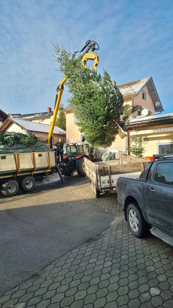 Weihnachtsbaum größer als 3 Meter