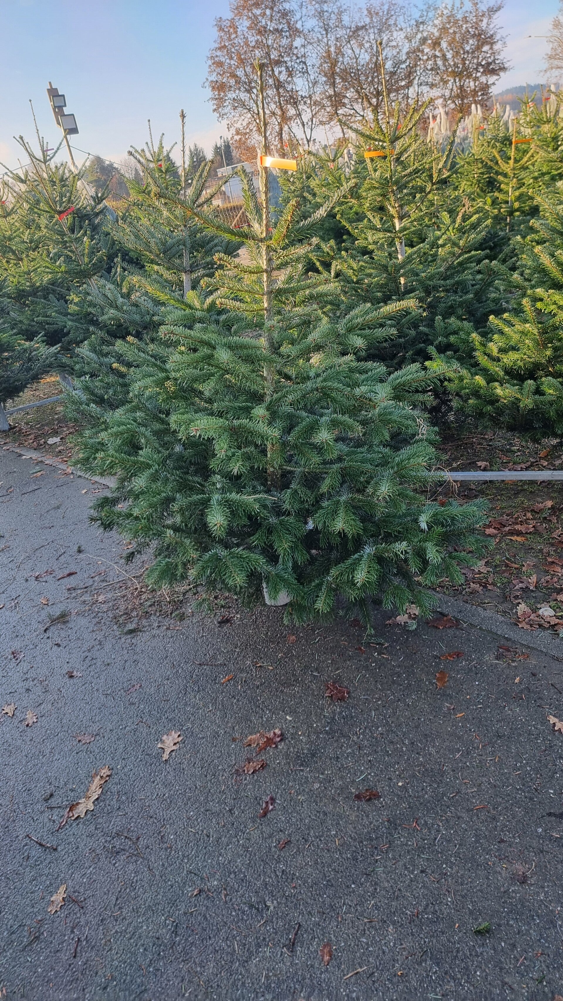 Weihnachtsbaum bis 1,30 Meter