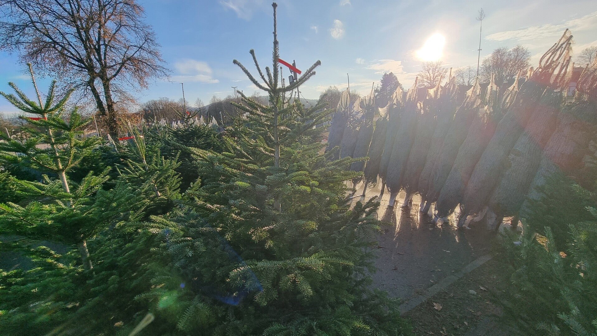 Weihnachtsbaum bis 2,5 Meter
