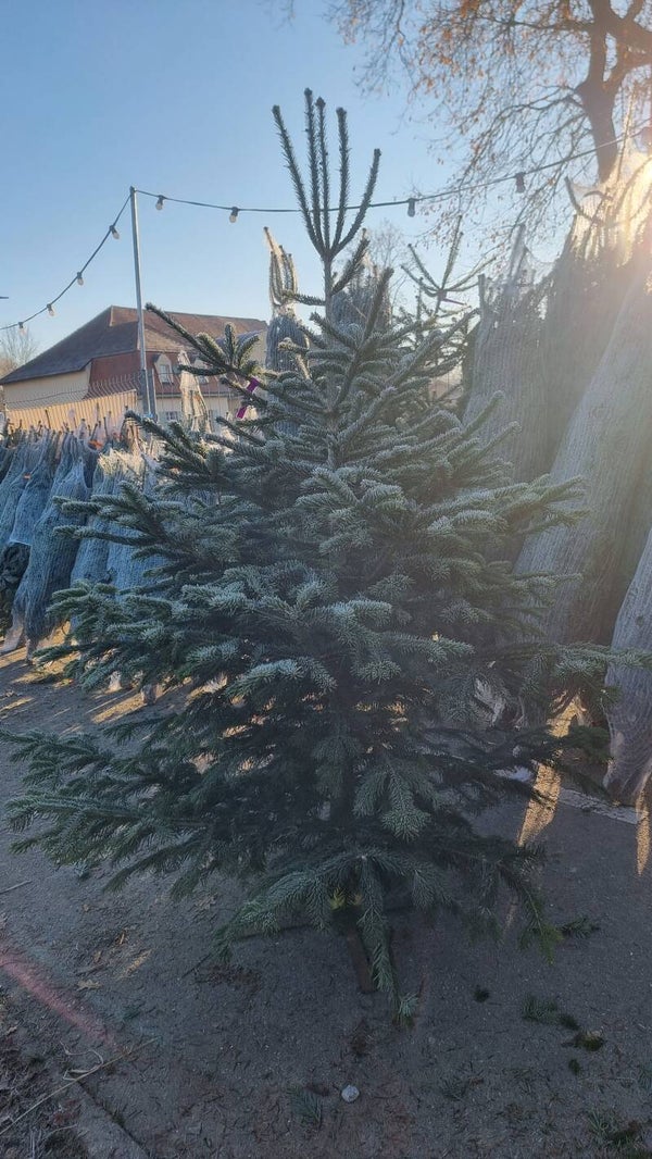 Weihnachtsbaum bis 3 Meter