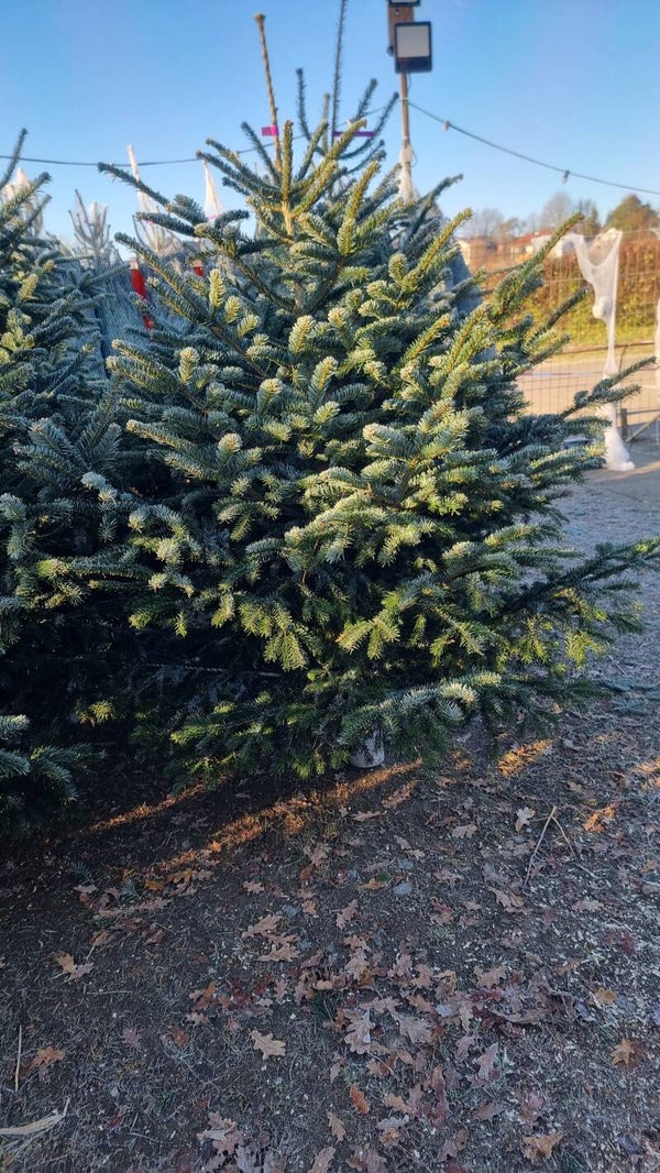 Weihnachtsbaum bis 2 Meter