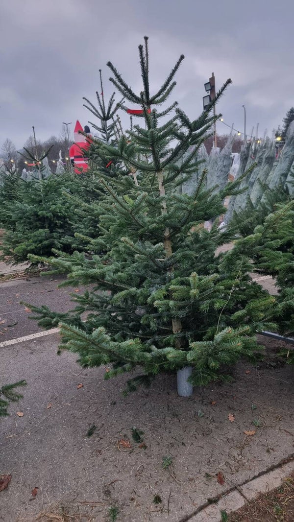 Weihnachtsbaum bis 3 Meter