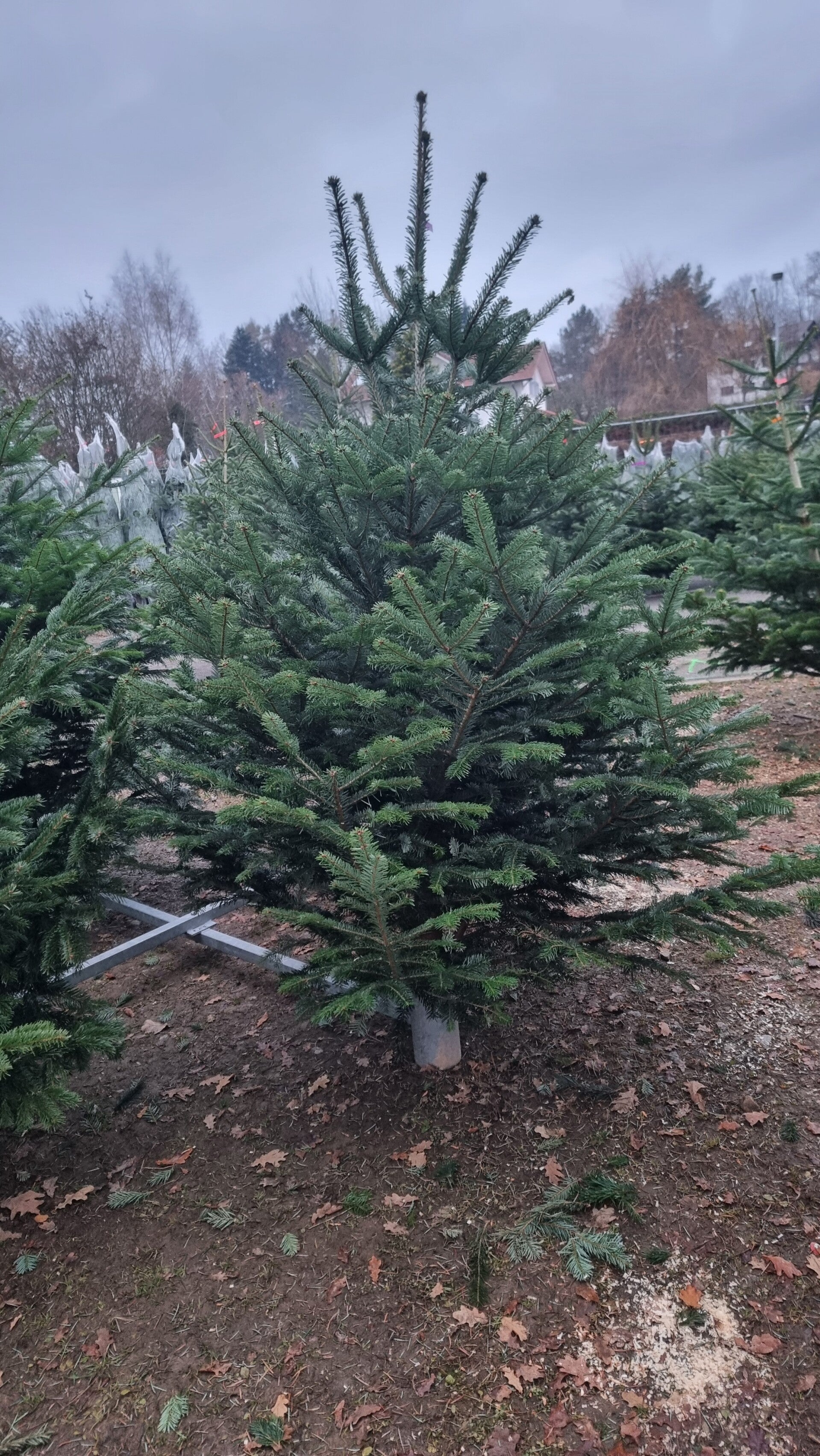 Weihnachtsbaum bis 2,5 Meter