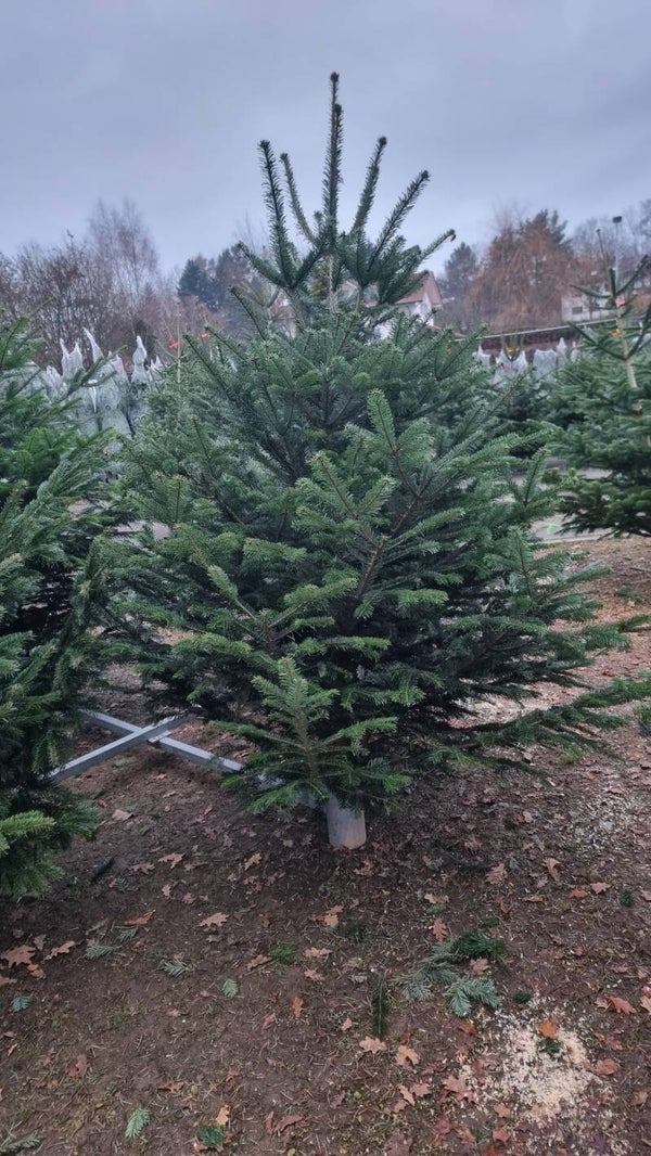 Weihnachtsbaum bis 2,5 Meter
