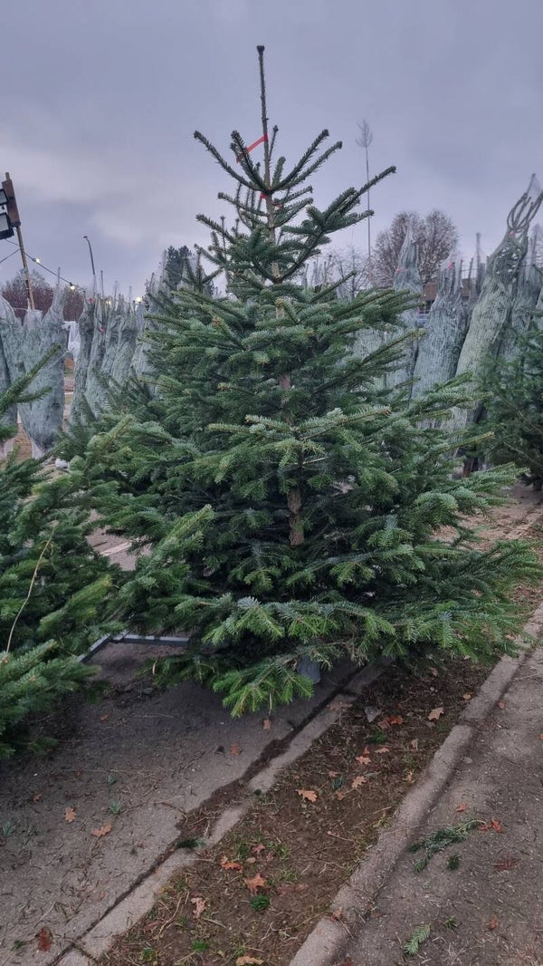 Weihnachtsbaum bis 2 Meter