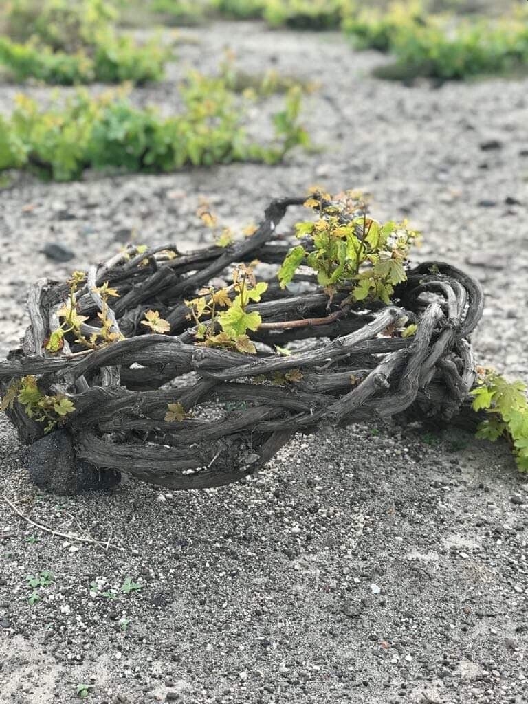 Food & Wine Pairing - 3 wineries (5 hours)