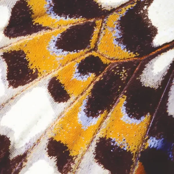 Casadeco Nicaragua Mariposa NICA 8731 34 18