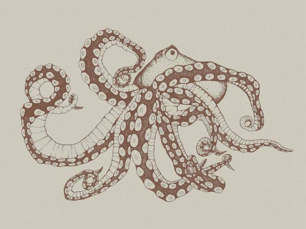 Coordonné Naturae Octopus X-Ray 9500801