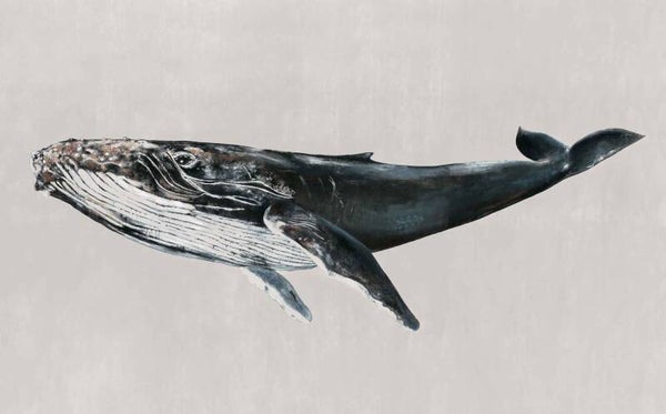 Coordonné Naturae Humpback Whale 9500103