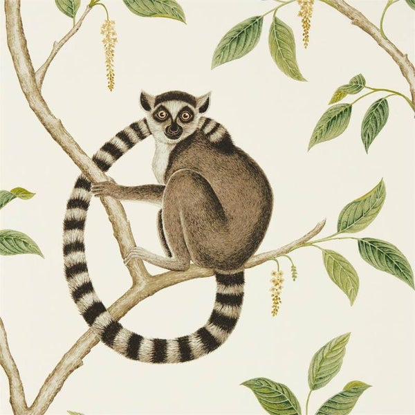 Sanderson The Glasshouse Ringtailed Lemur 216664