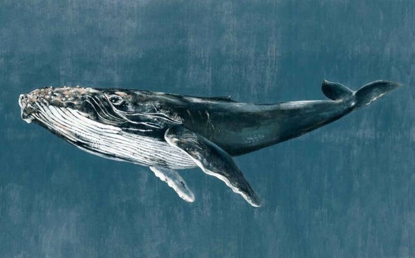 Coordonné Naturae Humpback Whale 9500101