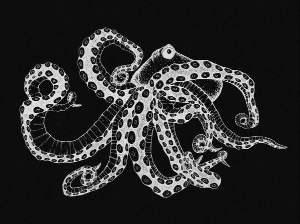 Coordonné Naturae Octopus X-Ray 9500802
