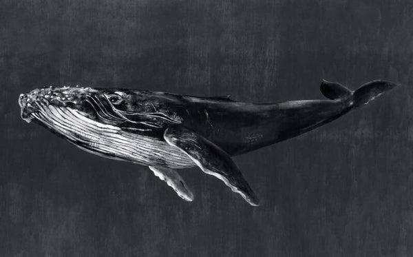 Coordonné Naturae Humpback Whale 9500102