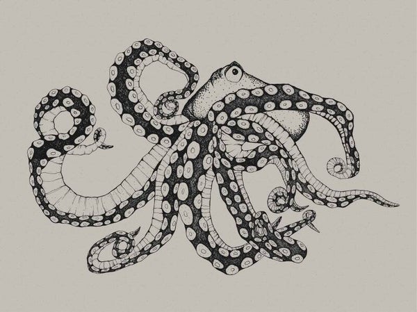 Coordonné Naturae Octopus X-Ray 9500800