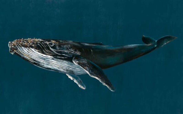 Coordonné Naturae Humpback Whale 9500100