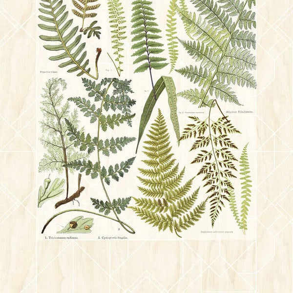 Eijffinger Geonature Athyrum 366102