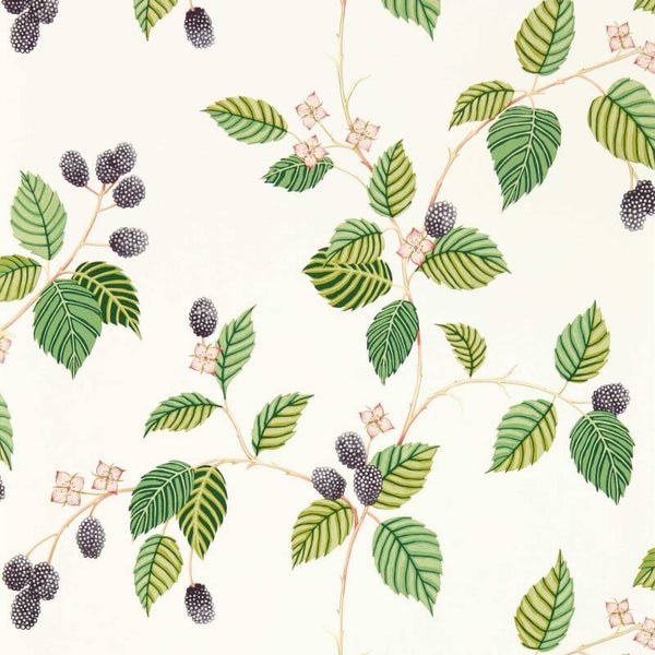 Sanderson Arboretum Rubus 217227