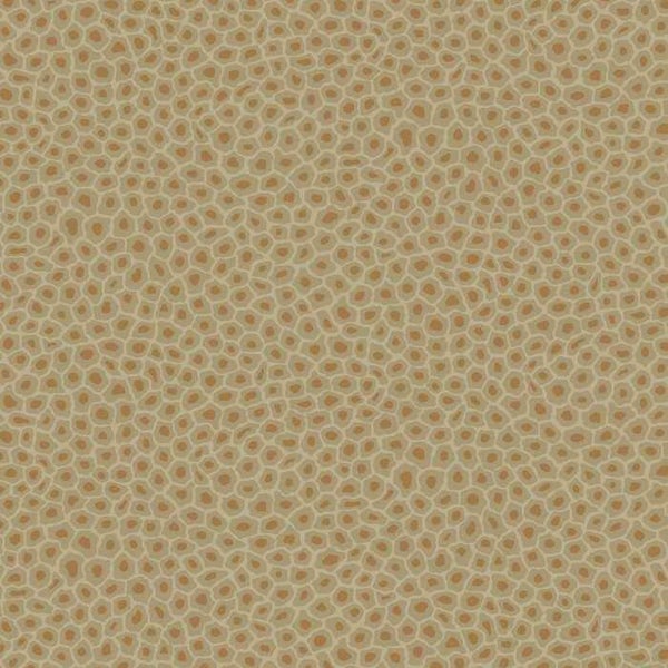 Cole & Son The Ardmore Collection Senzo Spot 109/6029