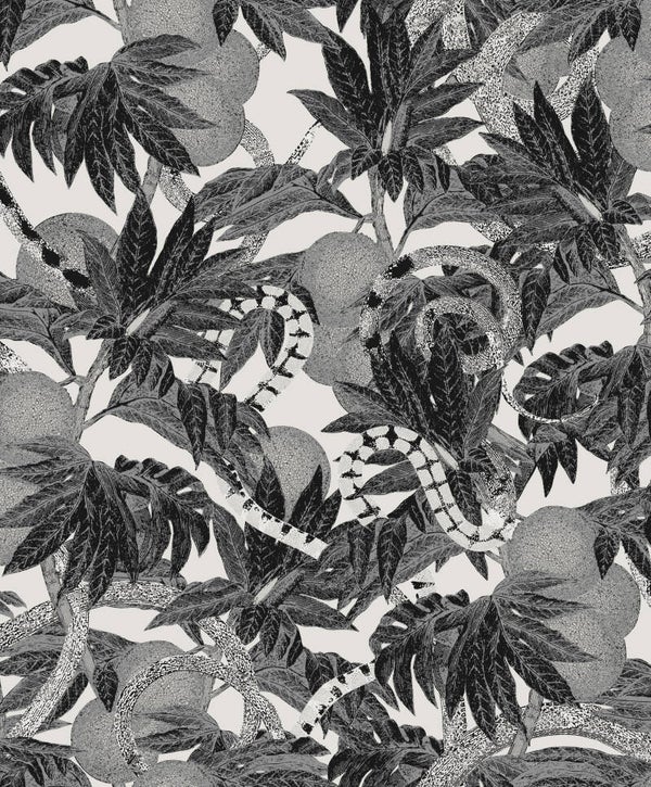 Masureel Cabinet of Curiosities Equator CAB202