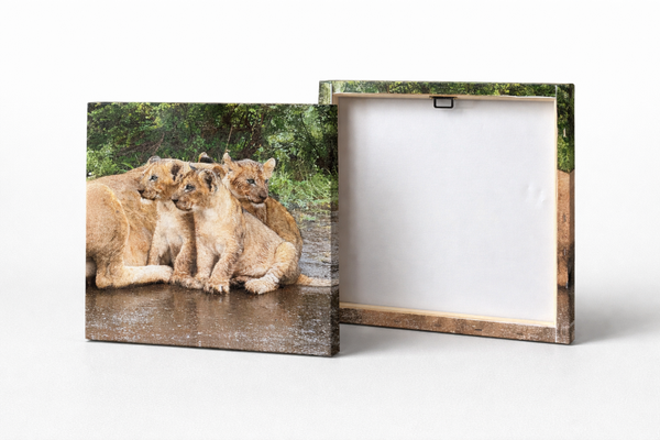 Tableau décoratif – Lionceaux en pleine nature sous la pluie 40x40cm (impression sur toile) 🦁🌿