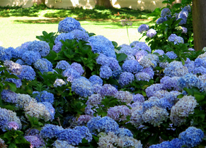 Die Gartenhilfe in Hildesheim